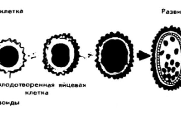 Kraken12 at сайт